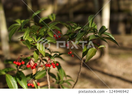 鳥取四季走冬天的花 鳥取四季走冬天的花 124946942