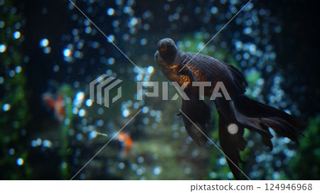 Goldfish swimming in the aquarium 124946968