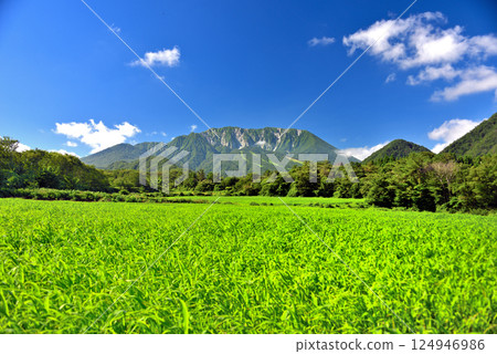 鳥取縣大山町,百座名山之一,中國地方大山隱岐國立公園大山町的麥田和大山,風景優美(2) 鳥取縣大山町,百座名山之一,中國地方大山隱岐國立公園大山町的麥田和大山,風景優美(2) 124946986