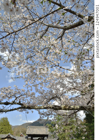 Zuishin-in Temple: Cherry blossoms in full bloom and Yakuimon Gate (Yamashina Ward, Kyoto City) Zuishin-in Temple: Cherry blossoms in full bloom and Yakuimon Gate (Yamashina Ward, Kyoto City) 124947001