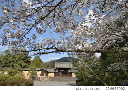 Zuishin-in Temple: Cherry blossoms in full bloom and Yakuimon Gate (Yamashina Ward, Kyoto City) Zuishin-in Temple: Cherry blossoms in full bloom and Yakuimon Gate (Yamashina Ward, Kyoto City) 124947002