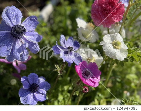 春天的花壇 春天的花壇 124947083