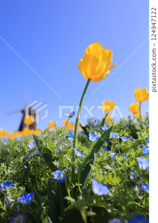 Windmill Hill at Tsurumi Ryokuchi Flower Expo Memorial Park (Tulips and Nemophila) 124947122
