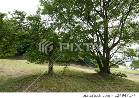 Tottori: Four Seasons Walks, Aoshima 124947174
