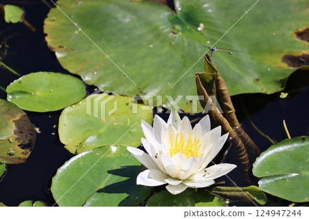 Water lily 124947244