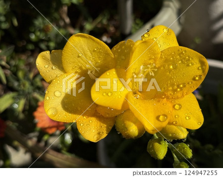 Yellow freesia blooming at home Yellow freesia blooming at home 124947255