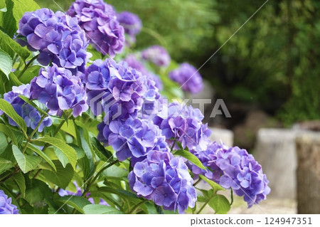 紫色繡球花 124947351