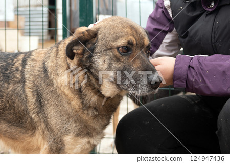 Dog in animal shelter. Homeless sad dog in a cage. Dog in animal shelter. Homeless sad dog in a cage. 124947436