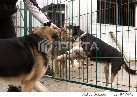 Dog in animal shelter. Volunteer feeds a homeless dog at a shelter. 124947445