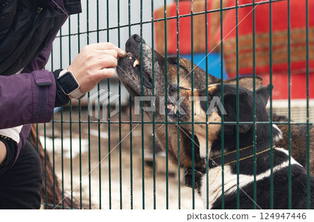 Dog in animal shelter. Volunteer feeds a homeless dog at a shelter. 124947446