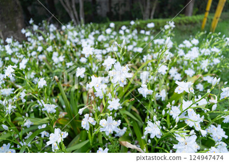 鳶尾花（多摩丘陵、橫山路） 124947474