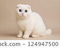 Scottish Fold White Cat 124947500