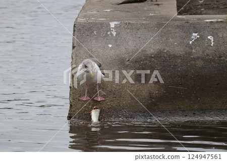 seagull seagull 124947561