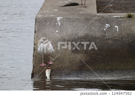 seagull seagull 124947562