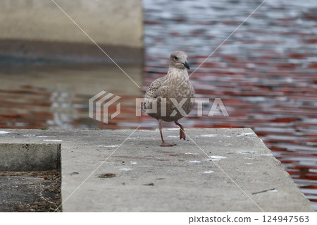 seagull seagull 124947563