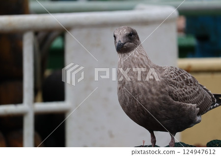 seagull seagull 124947612