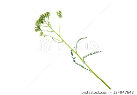Macro photography with achillea millefolium flower Isolated on a clean Transparent Background 124947648