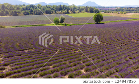 Summer landscape with lavender fields, France Summer landscape with lavender fields, France 124947850