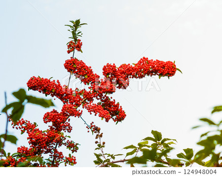 Autumn red rowan berries on tree. 124948004