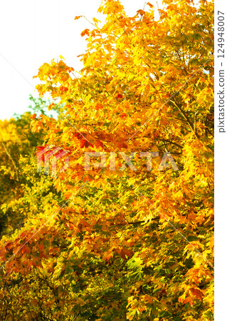 Yellow autumn leaves, fall branches Yellow autumn leaves, fall branches 124948007
