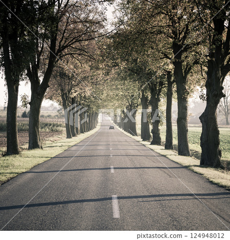Road running through tree alley. Road running through tree alley. 124948012