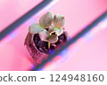 Young Seedling Emerging from Soil, set against striking Pink Backdrop. Soft focus Glowing Light elements highlight themes of growth, nature and renewal, for ecofriendly and botanicalthemed projects 124948160