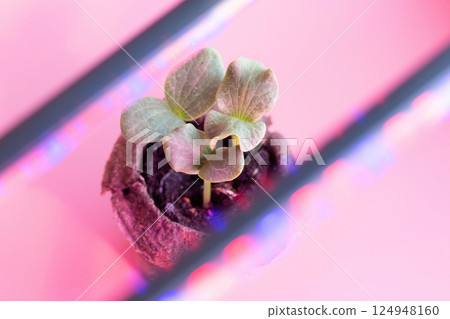 Young Seedling Emerging from Soil, set against striking Pink Backdrop. Soft focus Glowing Light elements highlight themes of growth, nature and renewal, for ecofriendly and botanicalthemed projects Young Seedling Emerging from Soil, set against striking Pink Backdrop. Soft focus Glowing Light elements highlight themes of growth, nature and renewal, for ecofriendly and botanicalthemed projects 124948160