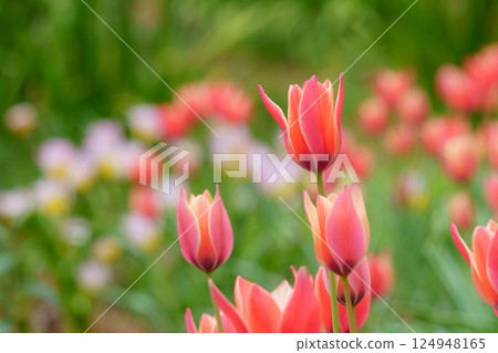 Red tulip Red tulip 124948165