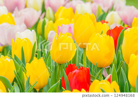 Colorful yellow and red tulip fields - Spring floral scenery and background material 124948168