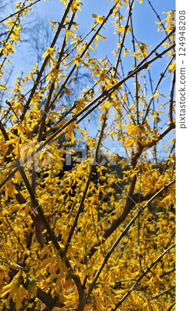 Yellow forsythia branches in full bloom 124948208