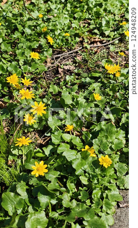 Small yellow wildflowers blooming Small yellow wildflowers blooming 124948209