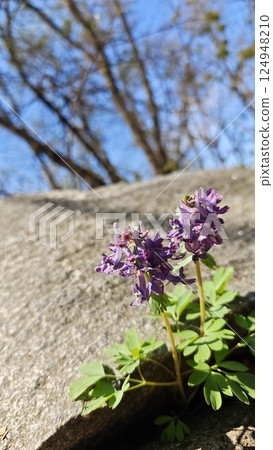 Delicate purple wildflowers growing from a crack Delicate purple wildflowers growing from a crack 124948210