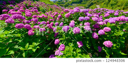 Katahara Onsen Hydrangea Village Hydrangeas in full bloom Katahara Onsen Hydrangea Village Hydrangeas in full bloom 124948306