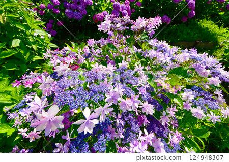 Katahara Onsen Hydrangea Village Beautiful hydrangea flowers Katahara Onsen Hydrangea Village Beautiful hydrangea flowers 124948307