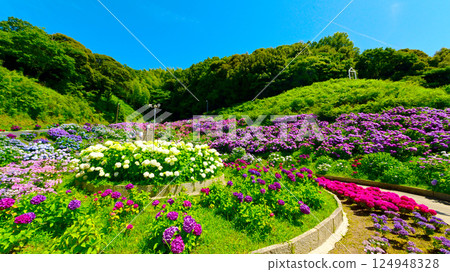 A beautiful circular flowerbed at Hydrangea Garden A beautiful circular flowerbed at Hydrangea Garden 124948328