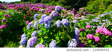 Hydrangeas in full bloom at the Hydrangea Garden Hydrangeas in full bloom at the Hydrangea Garden 124948355