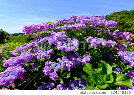 Katahara Onsen Hydrangea Village Beautiful hydrangea flowers 124948356