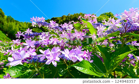 Katahara Onsen Hydrangea Village Beautiful hydrangea flowers 124948357