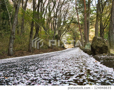 Okayama Sabo Park, Mountain Cherry Blossoms Okayama Sabo Park, Mountain Cherry Blossoms 124948635