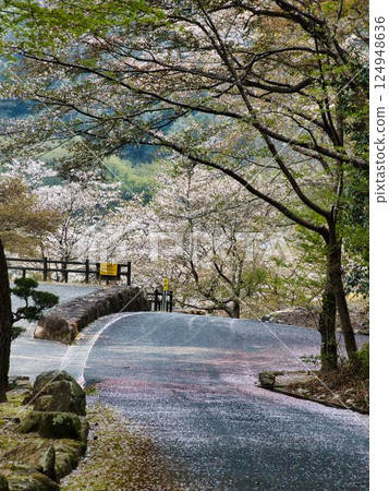 岡山砂房公園、山櫻花 124948636