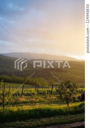 Serene Vineyard Landscape at Sunrise with Rolling Hills Serene Vineyard Landscape at Sunrise with Rolling Hills 124948650