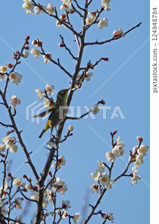 White plum blossoms and a Japanese white-eye in early spring White plum blossoms and a Japanese white-eye in early spring 124948784