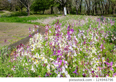 A park with cosmos 124948796