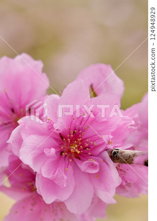Beautiful pink peach blossoms - Close-up - Spring scenery 124948929