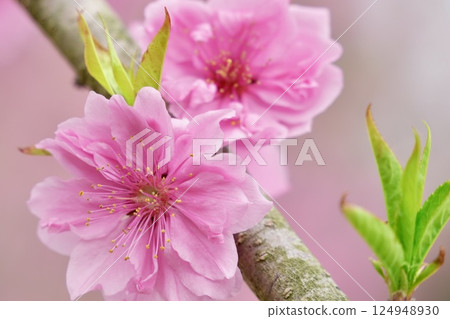Beautiful pink peach blossoms Spring scenery Pink background 124948930