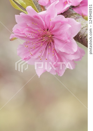 Cute pink peach blossoms spring scenery 124948931