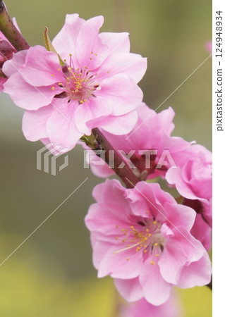 Beautiful pink peach blossoms in spring 124948934