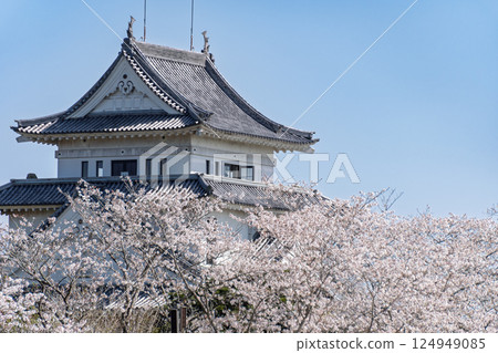 Spring blue skies and cherry blossoms in full bloom at Amagajo Park 124949085