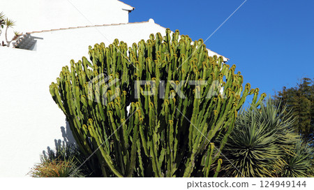 A large myrtillocactus stands tall against a white building in Alicante, Spain. The clear blue sky enhances the vibrant green of the cactus, showcasing its unique spiky silhouette. 124949144