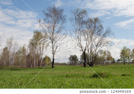 Birch trees in spring time Birch trees in spring time 124949169